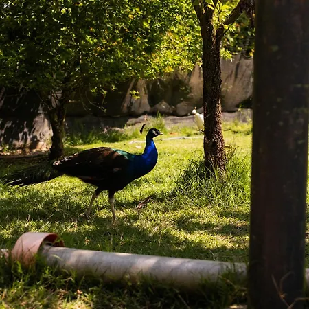 Alojamento de Acomodação e Pequeno-almoço La Casa Dei Nonni