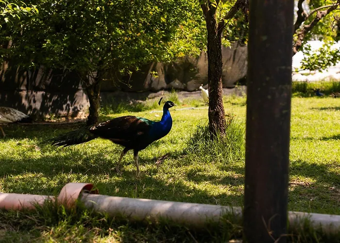 Alojamento de Acomodação e Pequeno-almoço La Casa Dei Nonni