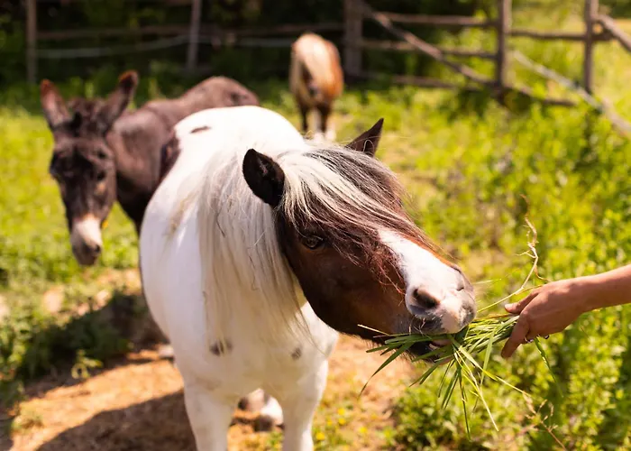 Alojamento de Acomodação e Pequeno-almoço La Casa Dei Nonni